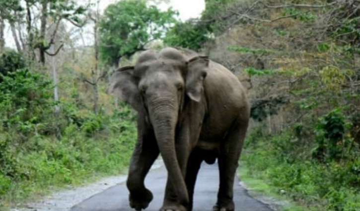 Wild elephant kills youth in Rangamati