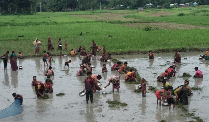 হারিয়ে যাচ্ছে জল-কাদায় মাছ ধরার উৎসব হারিয়ে যাচ্ছে জল-কাদায় মাছ ধরার উৎসব