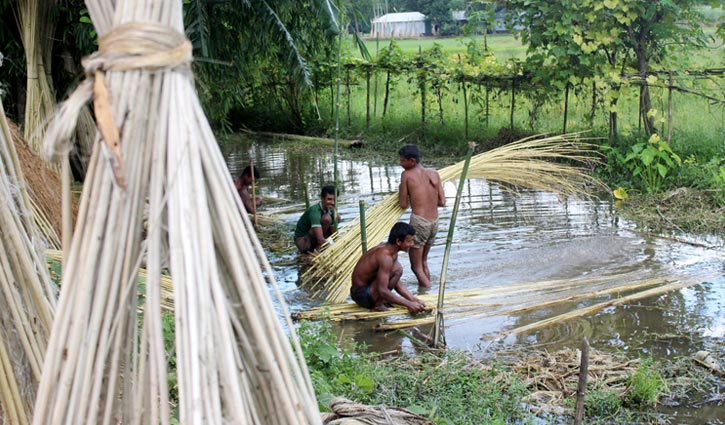 হতাশ সোনালি আঁশে সোনালি স্বপ্ন দেখা কৃষক হতাশ সোনালি আঁশে সোনালি স্বপ্ন দেখা কৃষক