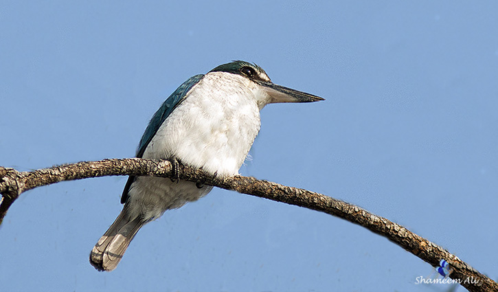 শিকারী সবুজাভ মাছরাঙা শিকারী সবুজাভ মাছরাঙা