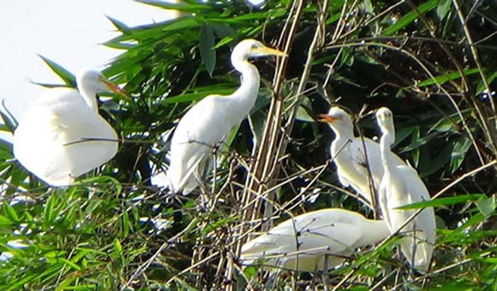 বক পাখির জন্য ভালোবাসা