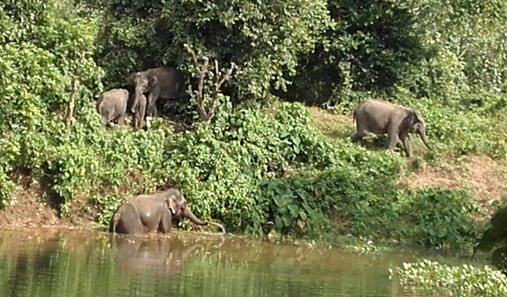 সন্ধ্যা হতেই নেমে আসছে হাতির পাল, আতঙ্ক