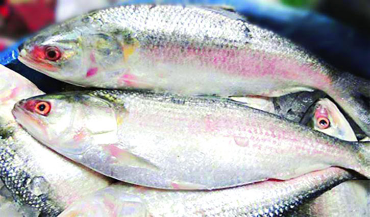 ইলিশ ছাড়া অন্যান্য মাছের দাম কম ইলিশ ছাড়া অন্যান্য মাছের দাম কম
