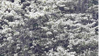 উত্তরা গণভবনের হৈমন্তী কথা