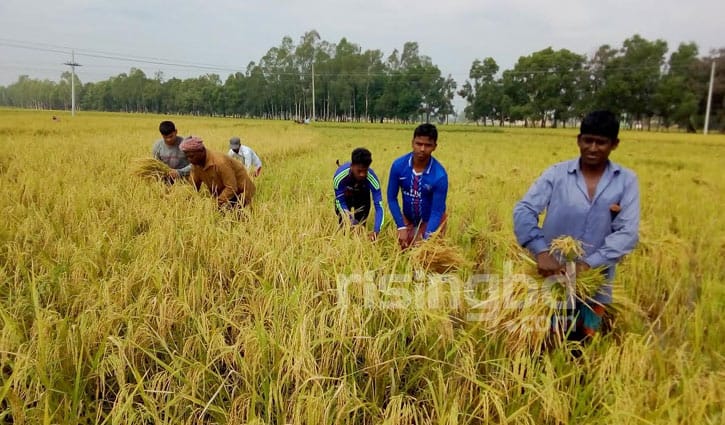 মাঠে মাঠে চলছে বোরো ধানের কাটা ও মাড়াই মাঠে মাঠে চলছে বোরো ধানের কাটা ও মাড়াই