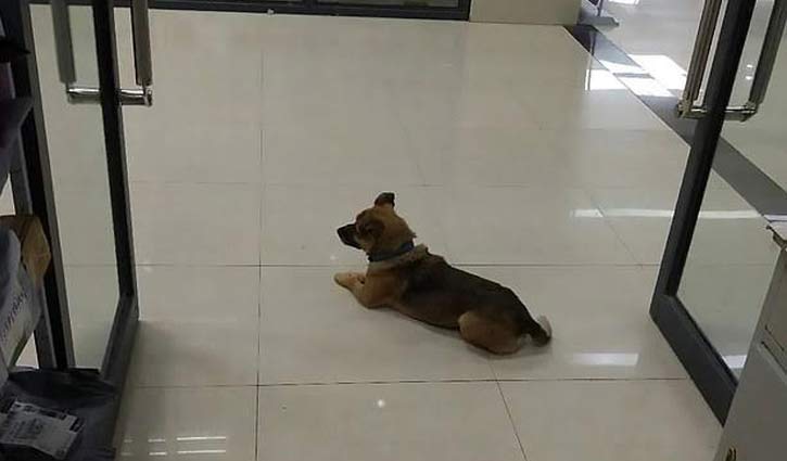 Dog waits at hospital for 3 months after owner’s Covid death