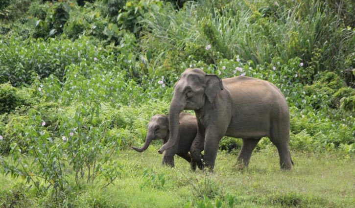পার্বত্য চট্টগ্রামে বিপন্ন হাতি ! পার্বত্য চট্টগ্রামে বিপন্ন হাতি !