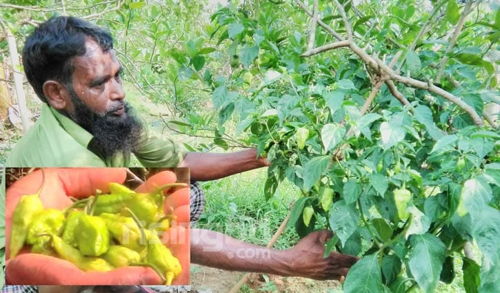 এক টুকরো জমিতে দারিদ্র্য জয়ের চেষ্টা এক টুকরো জমিতে দারিদ্র্য জয়ের চেষ্টা