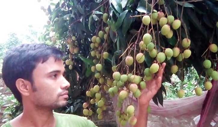 পাহাড়ে লিচুর বাম্পার ফলন পাহাড়ে লিচুর বাম্পার ফলন