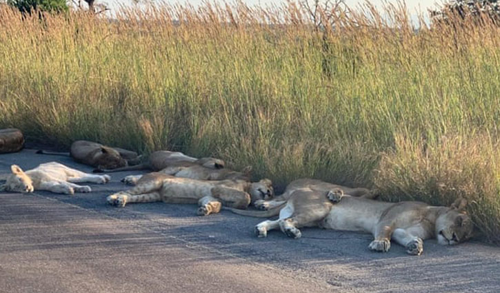 লকডাউনে সড়কেই ঘুমাচ্ছে সিংহ