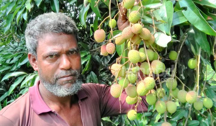 তিনি একটি বিষমুক্ত ফলের বাগান গড়ে তুলতে চান তিনি একটি বিষমুক্ত ফলের বাগান গড়ে তুলতে চান