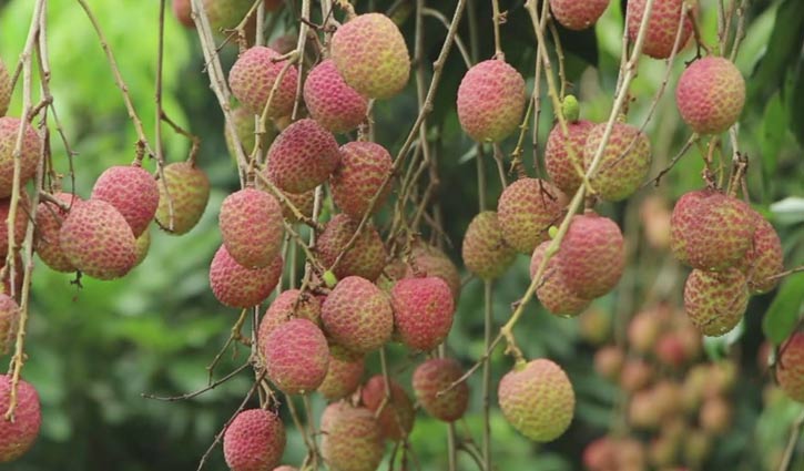 করোনা বিপদে মঙ্গলবাড়িয়ার লিচু করোনা বিপদে মঙ্গলবাড়িয়ার লিচু