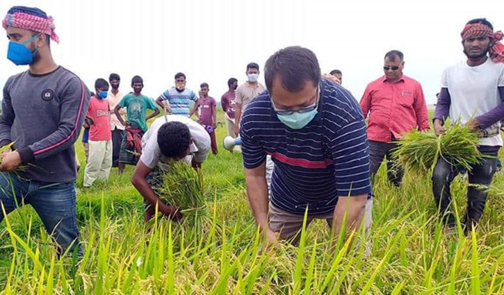 ধান কাটছেন এমপি, বিস্মিত কৃষক (ভিডিও)