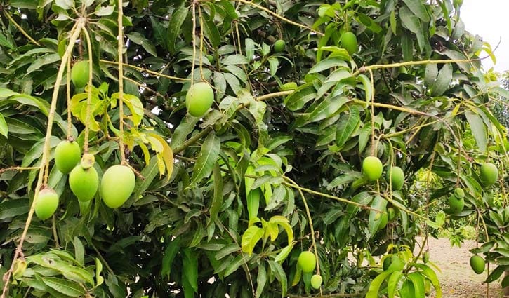 করোনা পরিস্থিতিতে উদ্বিগ্ন সাতক্ষীরার আম চাষি করোনা পরিস্থিতিতে উদ্বিগ্ন সাতক্ষীরার আম চাষি