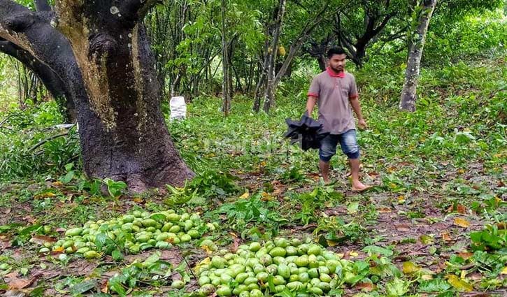 আম্ফানে ঝরে গেছে রাজশাহীর ১৫ শতাংশ আম আম্ফানে ঝরে গেছে রাজশাহীর ১৫ শতাংশ আম