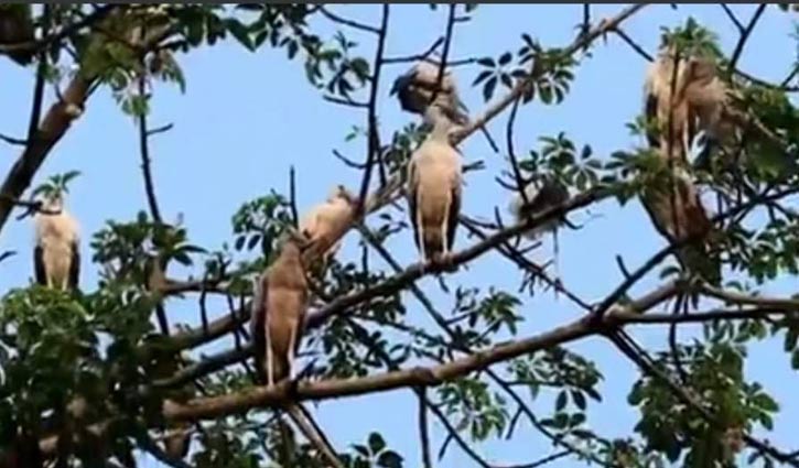 গ্রামবাসীর খাবার হলো ঝড়ে পড়া শামুকখোল পাখিগুলো গ্রামবাসীর খাবার হলো ঝড়ে পড়া শামুকখোল পাখিগুলো