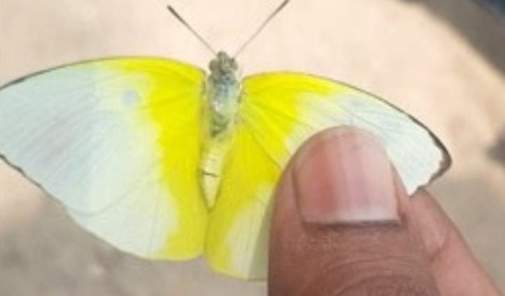 নওগাঁয় হলুদ-সাদা প্রজাপতি কতটা ক্ষতিকর? নওগাঁয় হলুদ-সাদা প্রজাপতি কতটা ক্ষতিকর?