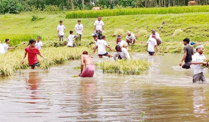 হাঁটু পানিতে নেমে ধান কেটে দিলো ছাত্রলীগ