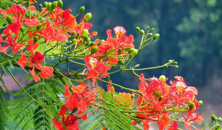 নীরবেই ফুটে গেলো কৃষ্ণচূড়া