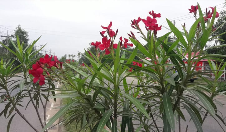 সড়কজুড়ে ফুলের মেলা সড়কজুড়ে ফুলের মেলা