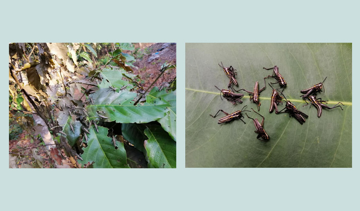 টেকনাফের সেই পোকা পঙ্গপাল নয়