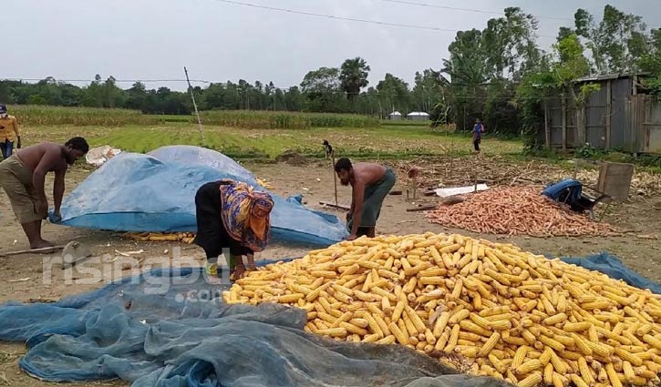 ভুট্টার বাম্পার ফলনে কৃষকের মুখে হাসি