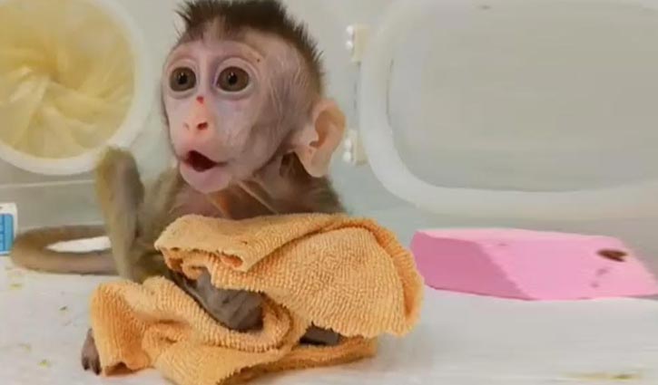 China conducts successful coronavirus vaccine test on monkeys