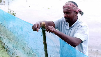 আম্ফানে সর্বশান্ত মাছচাষি ফরিদুল ও এরশাদ