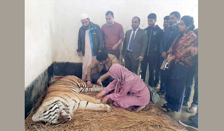 মৃত বাঘ দিয়েই শুরু খুকৃবি’র গবেষণা মৃত বাঘ দিয়েই শুরু খুকৃবি’র গবেষণা