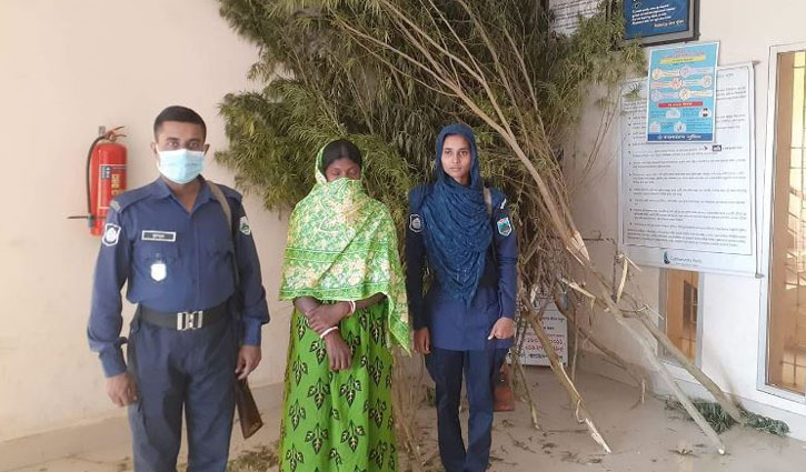 তাড়াশে গাঁজা গাছসহ নারী গ্রেপ্তার তাড়াশে গাঁজা গাছসহ নারী গ্রেপ্তার