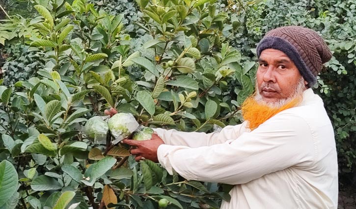 খামার করে যেভাবে সফল ষাটোর্ধ্ব হযরত আলী খামার করে যেভাবে সফল ষাটোর্ধ্ব হযরত আলী