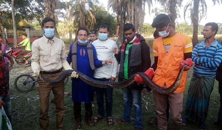 এক বছরে শরণখোলায় ৩৬ অজগর উদ্ধার এক বছরে শরণখোলায় ৩৬ অজগর উদ্ধার