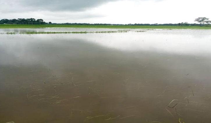 খালে বাঁধ দিয়ে মাছ নিধন, জলাবদ্ধতায় আমনের ক্ষতি খালে বাঁধ দিয়ে মাছ নিধন, জলাবদ্ধতায় আমনের ক্ষতি