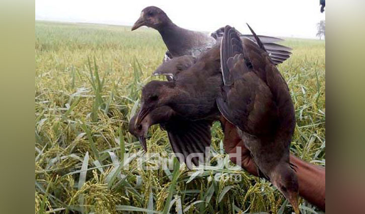 পরিযায়ী পাখি শিকারে অভিনব কৌশল ‘বাঁশির সুর’