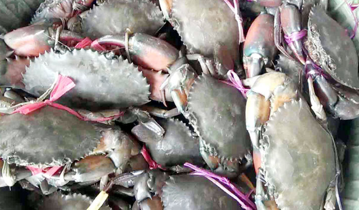 রপ্তানি বন্ধ, দামও কম: দিশেহারা কাঁকড়া চাষি