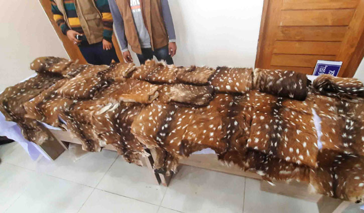 শরণখোলায় ১৯ হরিণের চামড়াসহ ২ পাচারকারী আটক শরণখোলায় ১৯ হরিণের চামড়াসহ ২ পাচারকারী আটক