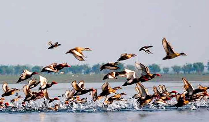 যে আইনে পাখি শিকার অপরাধ যে আইনে পাখি শিকার অপরাধ