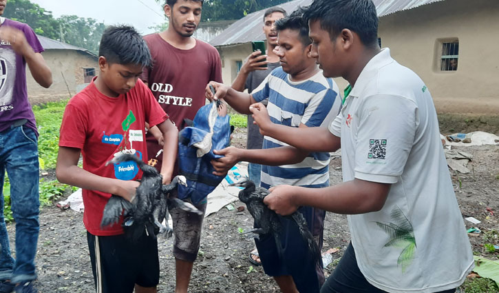 পাখির জন্য টিনের চালের ক্ষতি, তাই ধরে প্রকাশ্যে বিক্রি পাখির জন্য টিনের চালের ক্ষতি, তাই ধরে প্রকাশ্যে বিক্রি