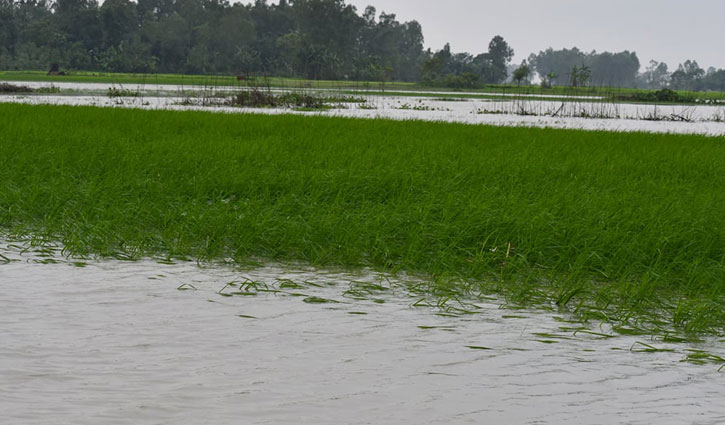 বগুড়ায় টানা বৃষ্টিতে থেমে গেছে আগাম সবজি চাষ বগুড়ায় টানা বৃষ্টিতে থেমে গেছে আগাম সবজি চাষ