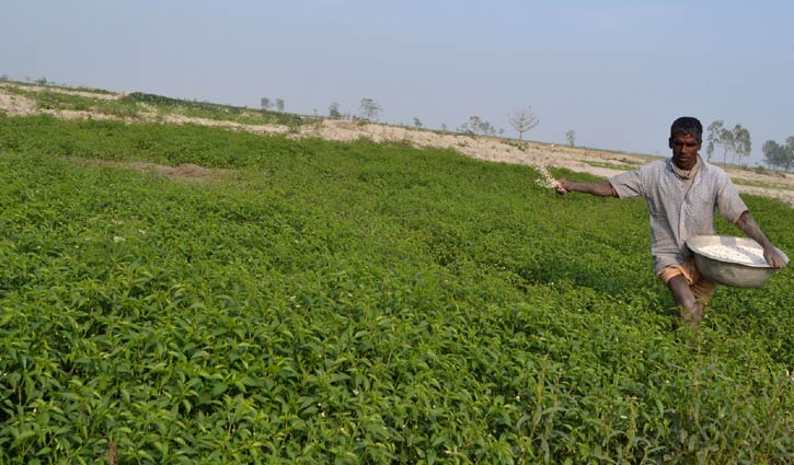 মরিচের জমি পরিচর্যায় ব্যস্ত কৃষক