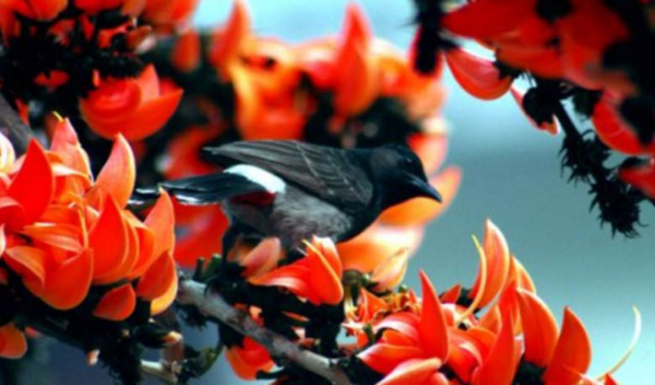 আজ বসন্তের প্রথম দিন