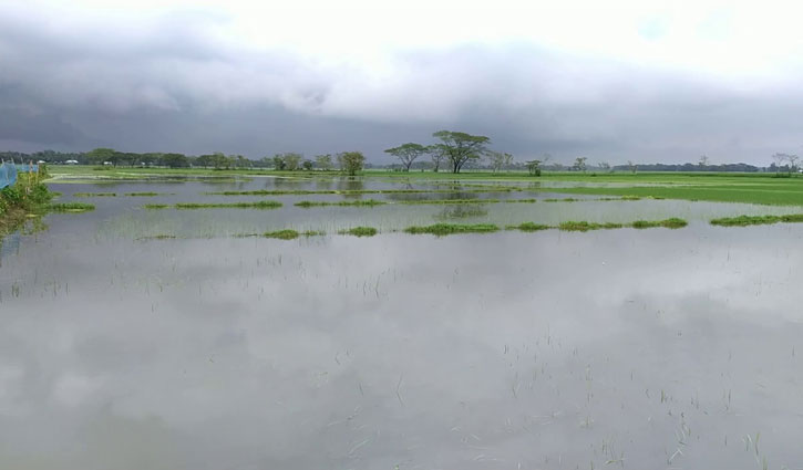 নেত্রকোনায় বৃষ্টিতে ২০ হাজার হেক্টর জমির আমন ধান পানির নিচে নেত্রকোনায় বৃষ্টিতে ২০ হাজার হেক্টর জমির আমন ধান পানির নিচে