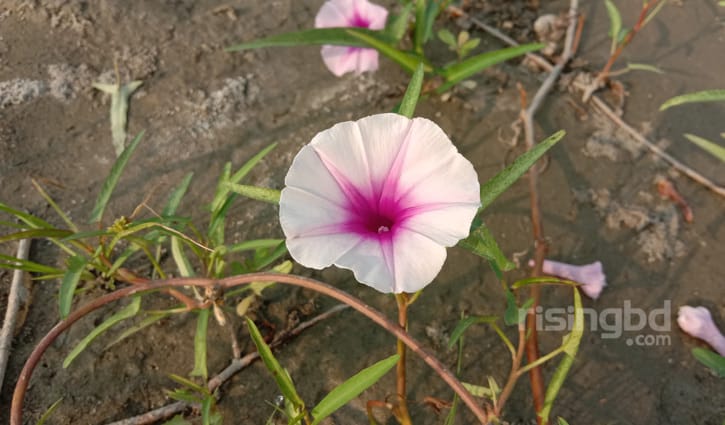 ছবিতে চরের জীবন ছবিতে চরের জীবন