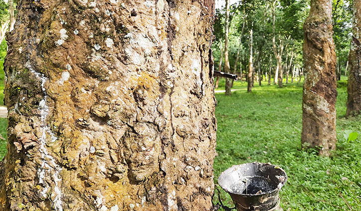 শাহজিবাজার রাবার বাগান ঢেলে সাজানোর উদ্যোগ