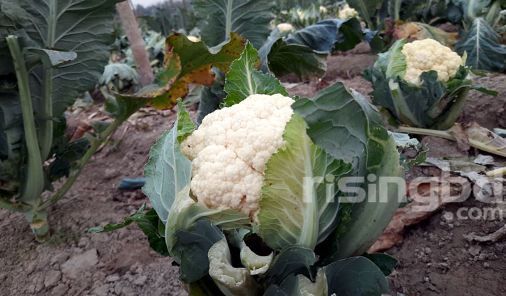 হবিগঞ্জে ফুলকপি ৫ টাকা, বাঁধাকপি গোখাদ্য হবিগঞ্জে ফুলকপি ৫ টাকা, বাঁধাকপি গোখাদ্য