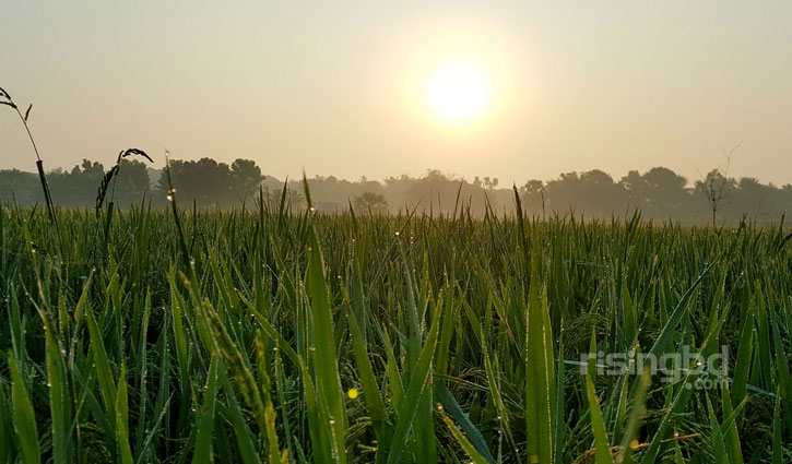 হেমন্তের শিশিরস্নাত সকাল হেমন্তের শিশিরস্নাত সকাল
