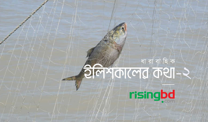 চকচকে তাজা ইলিশের সঙ্গে দেখা চকচকে তাজা ইলিশের সঙ্গে দেখা