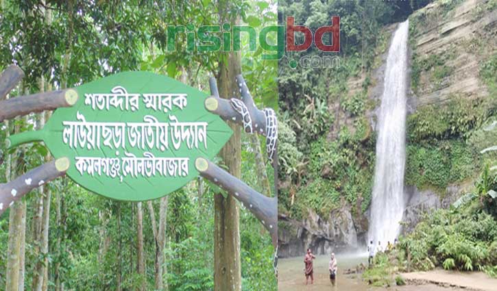 আজ থেকে খুলছে লাউয়াছড়া ও মাধবকুণ্ড আজ থেকে খুলছে লাউয়াছড়া ও মাধবকুণ্ড