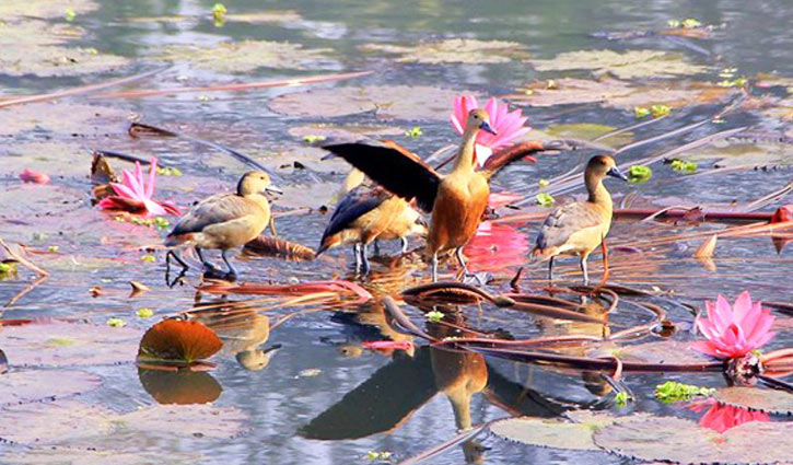 জাবিতে অতিথি পাখির শুভাগমন 