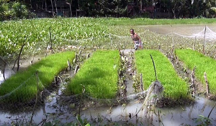 বন্যায় আশা জাগাচ্ছে ‘ভাসমান বীজতলা’ বন্যায় আশা জাগাচ্ছে ‘ভাসমান বীজতলা’